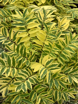 POLEMONIUM